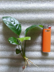 20170703_182026.jpg