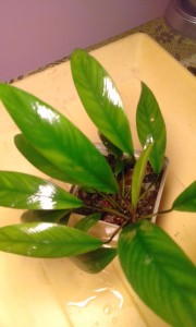 20170712_201019.jpg