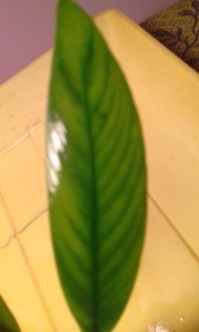 20170712_201111.jpg