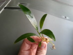 Angustifolia.jpg