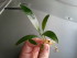 Angustifolia.jpg