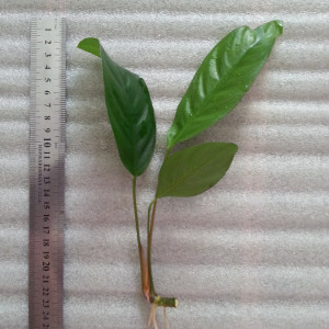 Cameroon дикий.jpg