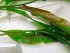 Cryptocoryne-usteriana.jpg