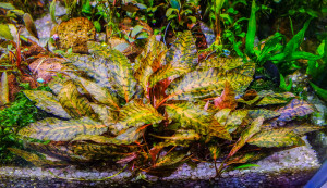 DSCF4379.jpg