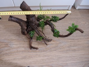 DSCN5660.JPG