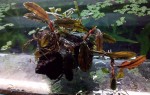 DSC_4647.JPG
