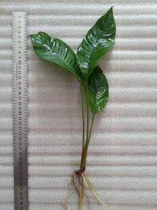 Heterophilla singapur.jpg