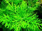 Hygrophila-difformis2.jpg