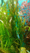 Hygrophila pinnatifida.jpg