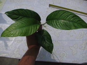 IMG_6238.JPG