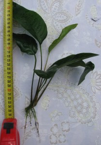 IMG_6239.JPG