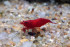 copy_15_copy_923_copy_583_copy_990_copy_863_самец1.jpg