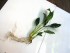copy_201_aglonema-4.jpg