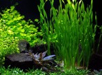 copy_295_copy_979_copy_720_copy_835_copy_820_Vallisneria-sp.-Asiatica1.jpg