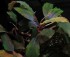 copy_335_copy_48_1400427307_bucephalandra-2.jpg