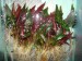 copy_338_Cryptocoryne-affinis.jpg