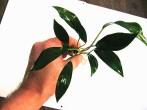 copy_641_aglonema-2.jpg