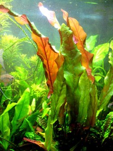 copy_808_b3.jpg