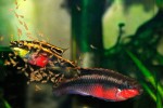 copy_808_copy_861_copy_592_copy_589_copy_511_copy_73_copy_9_copy_499_pelvicachromis-pulcher.jpg