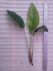 sp.Cameroon - дикий сбор.jpg