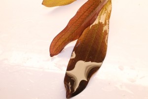 Изображение 4586.jpg