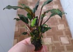Bucephalandra_sp. Batang Аi.JPG