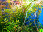 DSCN8628 аукц.jpg