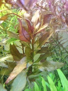 IMG_20170817_212804.jpg