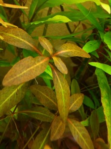 copy_151_IMG_20170727_165554.jpg