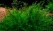 copy_171_Creeping-moss-Vesicularia-sp..jpg