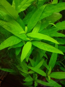 copy_19_IMG_20170727_165618.jpg