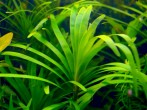 copy_730_copy_732_copy_94_copy_485_copy_329_copy_690_copy_18_copy_880_copy_680_copy_984_copy_364_aurelis_.jpg