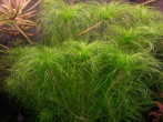 copy_776_copy_498_Eriocaulon-sp.-Kimberly.jpg