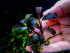 copy_953_Purple-blue-1.jpg