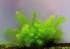 myriophyllum-sp-guyana-51753b3bc915c.jpg