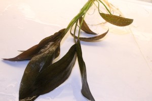 Изображение 4621.jpg