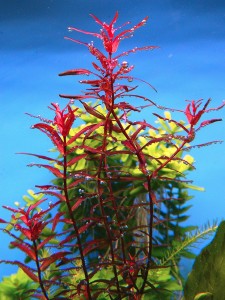 Ротала Флорида...2.jpg