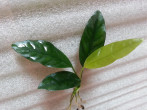 Anubias sp. Yabassi.jpg