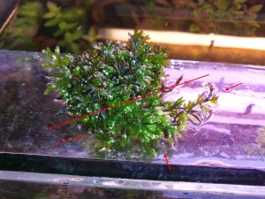 DSC_4936 - копия.JPG