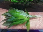IMG_20170910_161441.jpg