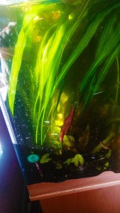 IMG_20170912_092946.jpg