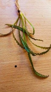 IMG_20170929_080742.jpg