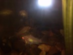 IMG_20170929_203313.jpg