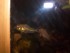 IMG_20170929_203342.jpg