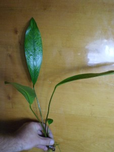 P8284210.JPG