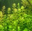 Rotala-indica (1).jpg
