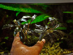 buc.sp.sintang_west_kalimantan_cliffhanger_скалолаз3.jpg
