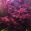 copy_187_Ludwigia-sp.-Super-Red.jpg