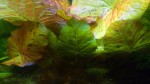 copy_332_IMG_20170911_193616.jpg