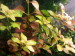 copy_337_copy_628_copy_558_Ludwigia-Rosa-1.jpg